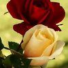 leticial2